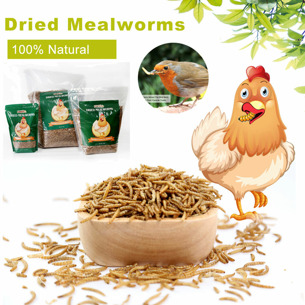Bulk Dried Mealworms for chickens Birds Bluebirds Hamsters Hen Meal Worms Lot