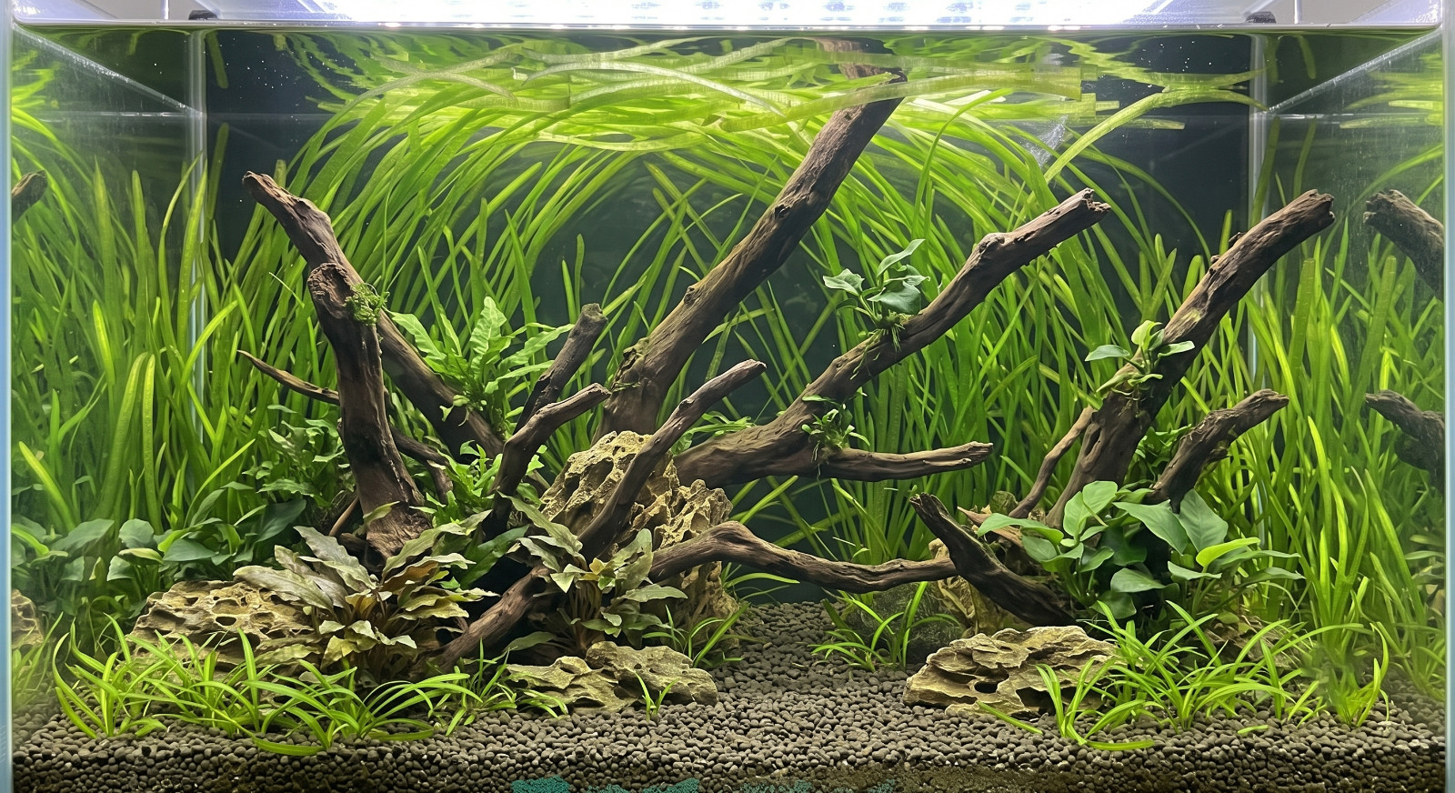 6 Jungle Vallisneria Planted Tank Live Aquarium Plants Beginner BUY 2 GET 1 FREE