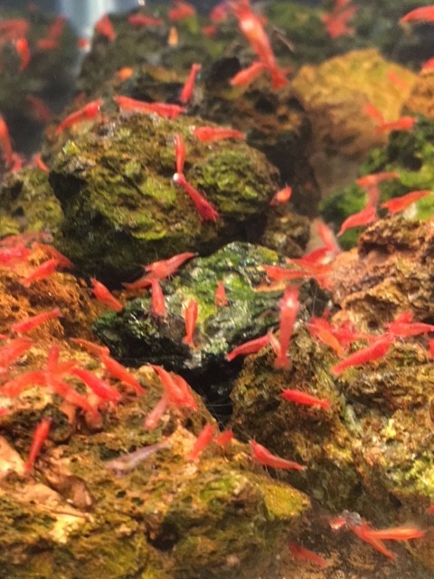 20 Hawaiian Red Shrimp Opae Ula Halocaridina Rubra Volcano Shrimp + Food