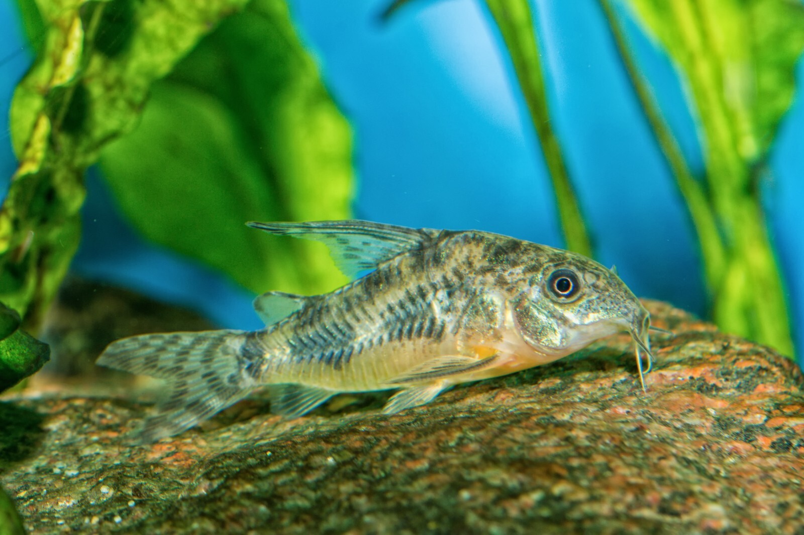 CORY CATFISH FOOD MIX Bottom Feeders,Snail,Crayfish,Catfish,Loach,ABF205