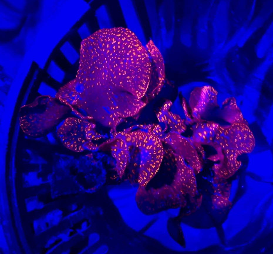 Cornbred’s Atomic Broccoli Algae – Frag