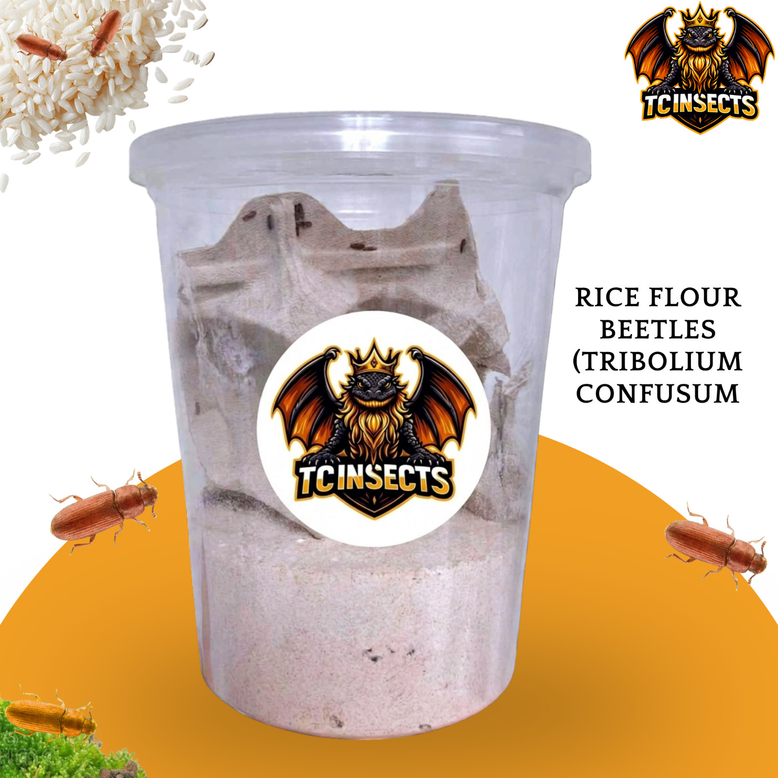 TC INSECTS Rice Flour Beetles Live Culture (Tribolium confusum) Feeder Insects