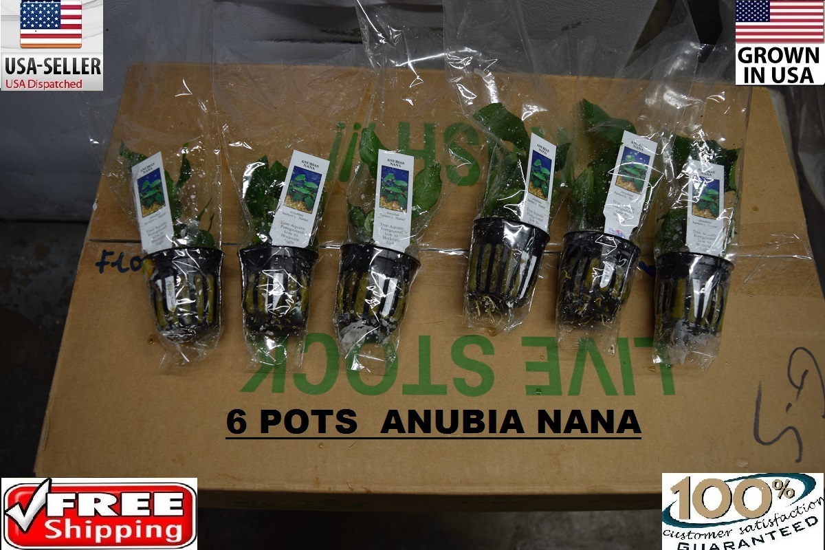 6 Pots of Anubia nana plants Easy Aquarium aquascaping planted tank super easy