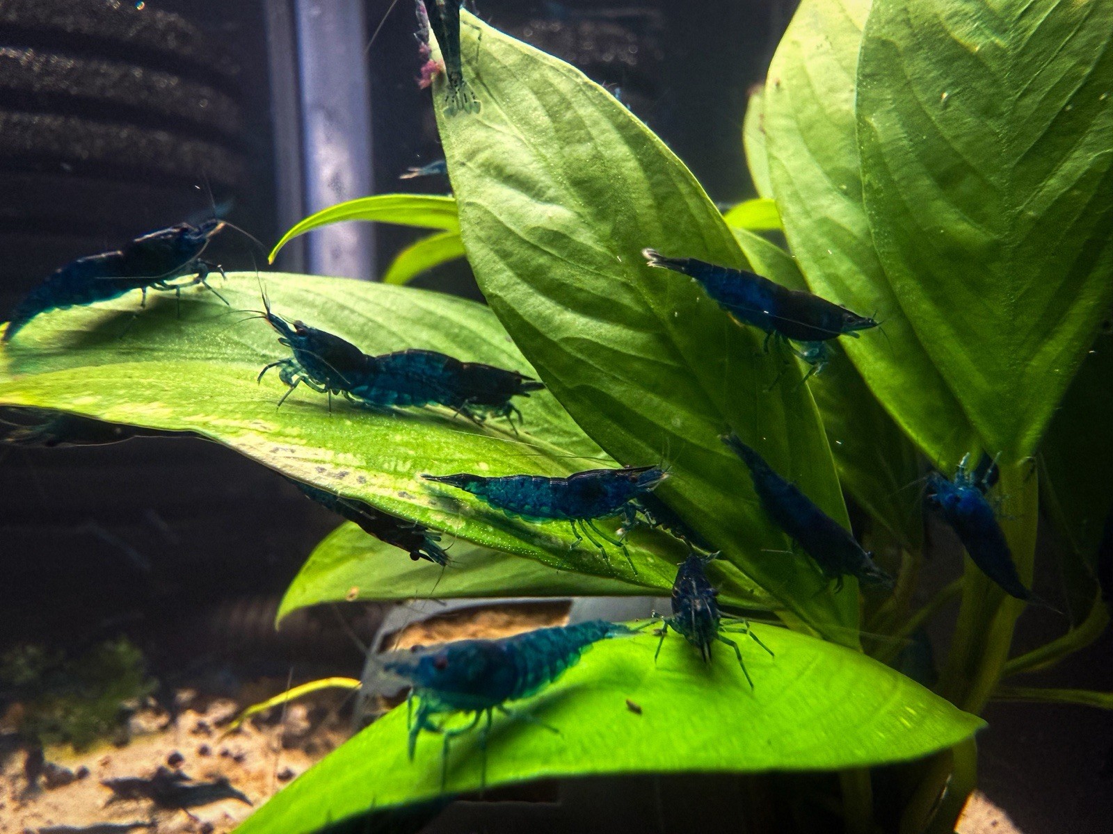 10+1 Blue Dream Freshwater Neocaridina Aquarium Shrimp FREE SHIPPING