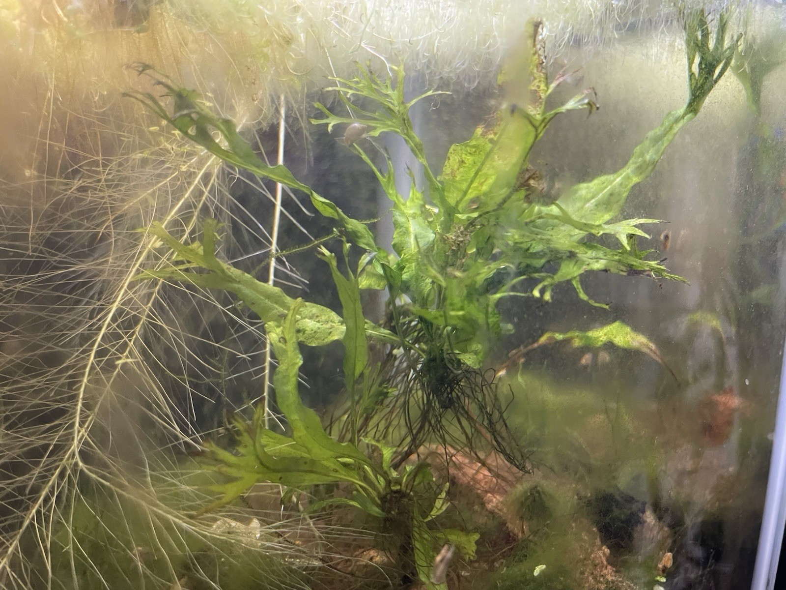 Java Fern Windelov beginner aquatic plants x3 (emersed grown)