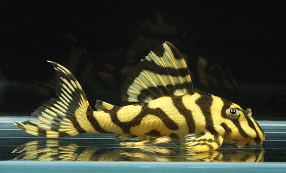 18mm Sinking Spirulina Veggie Algae Wafers Pleco Fish Food, FREE PELLETS/WAFERS!