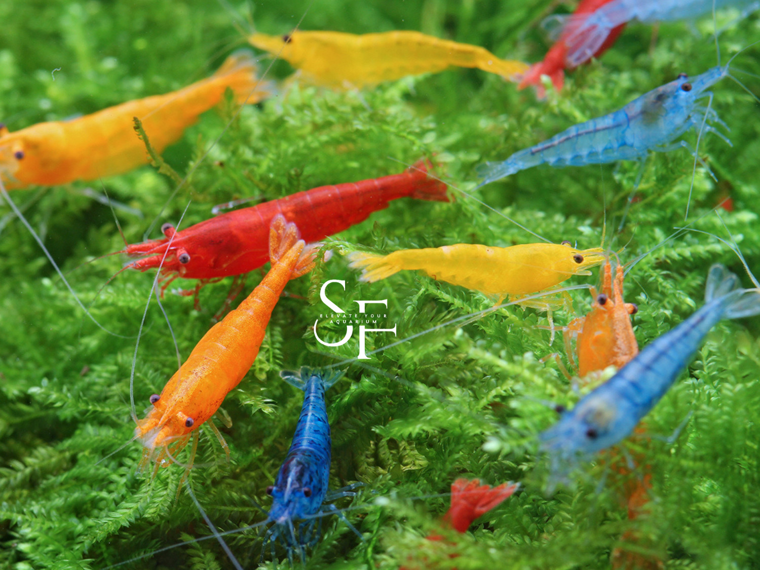 20+2 Mixed Freshwater Neocaridina Aquarium Shrimp. Live Guarantee
