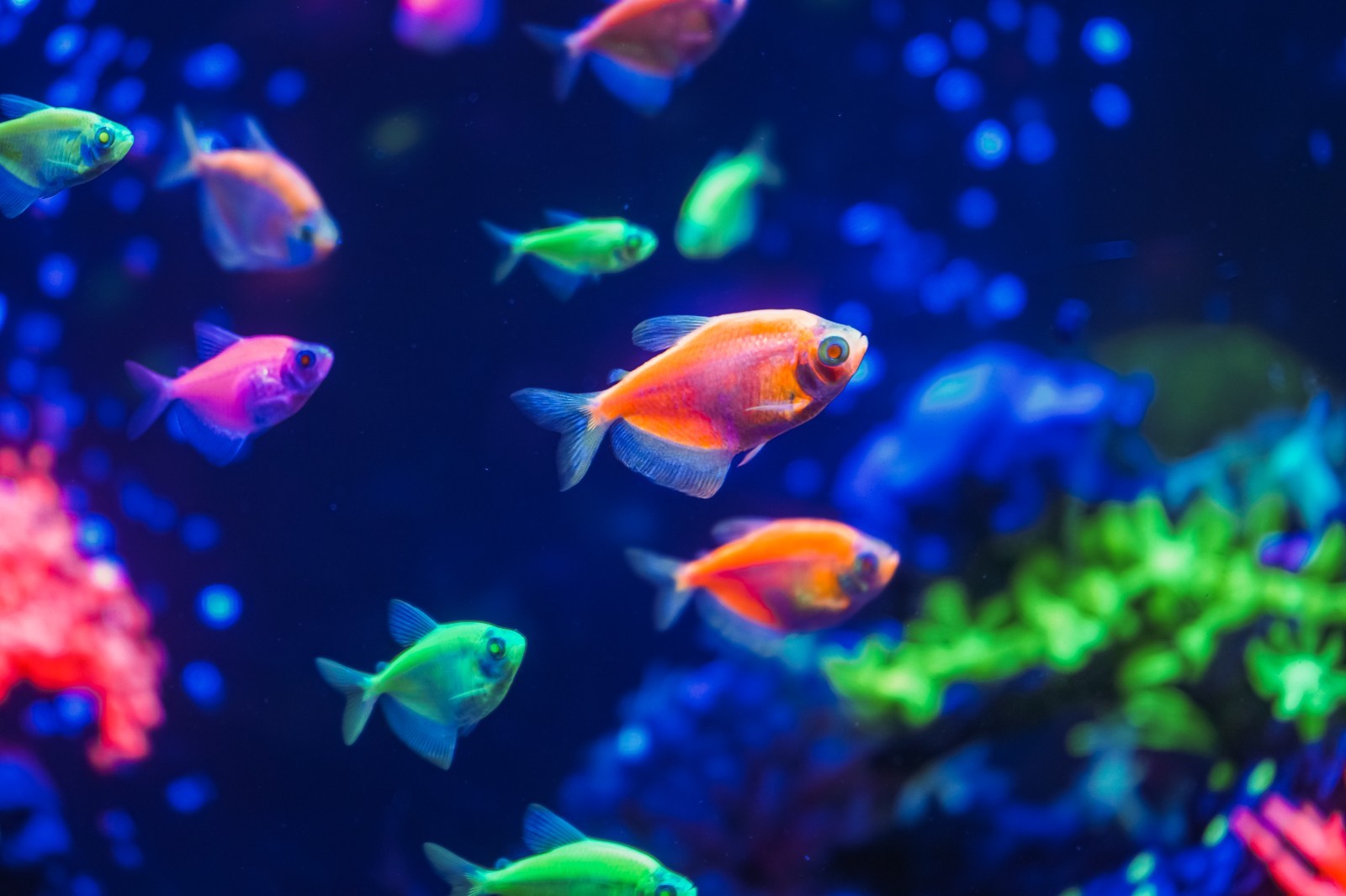 Black Soldier Fly Crumbles/1.0 Color and Grow Fish Food Mix Guppy Tetras A466