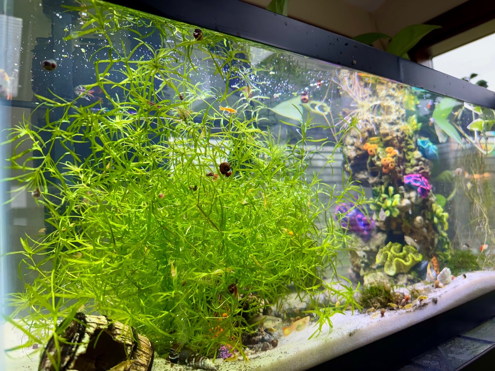 Guppy Grass Floating Aquarium Plant – Large 2 ounce portion – Free Shipping