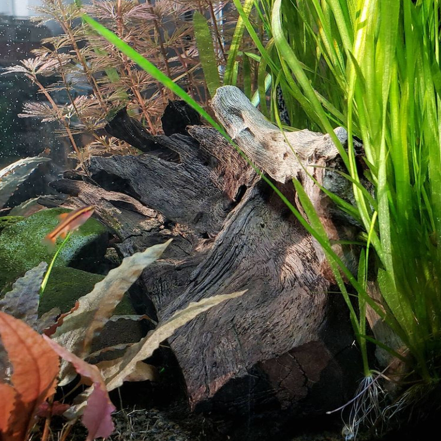 Jungle Val Vallisneria Spiralis Bundle Live Plant Aquarium Decoration Freshwater