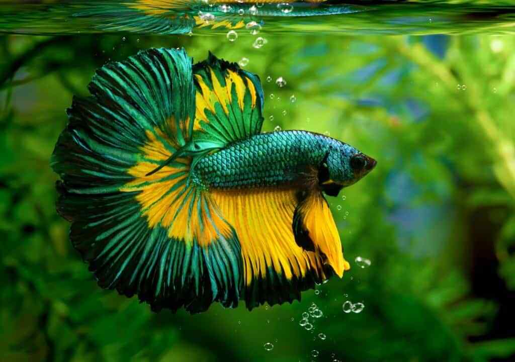 Betta Fish, Ultra Color Enhancing Floating Pellets for 10-Day Color Change. JAR