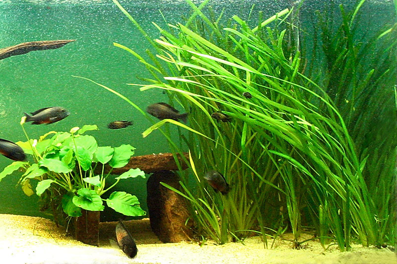 25 Jungle val plants live aquarium plants aquascaping planted tank easy