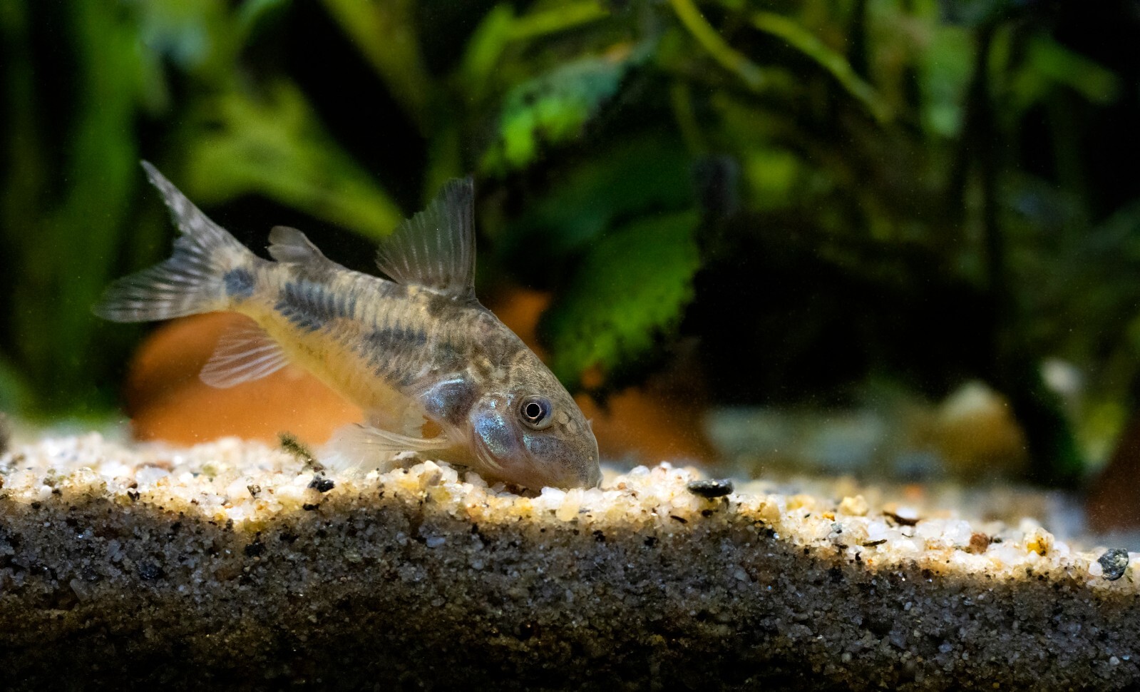 ABF SUPER CATFISH MIX,Bottom Feeders,Krill,Spirulina,Cory Catfish,Loach,ABF57W2