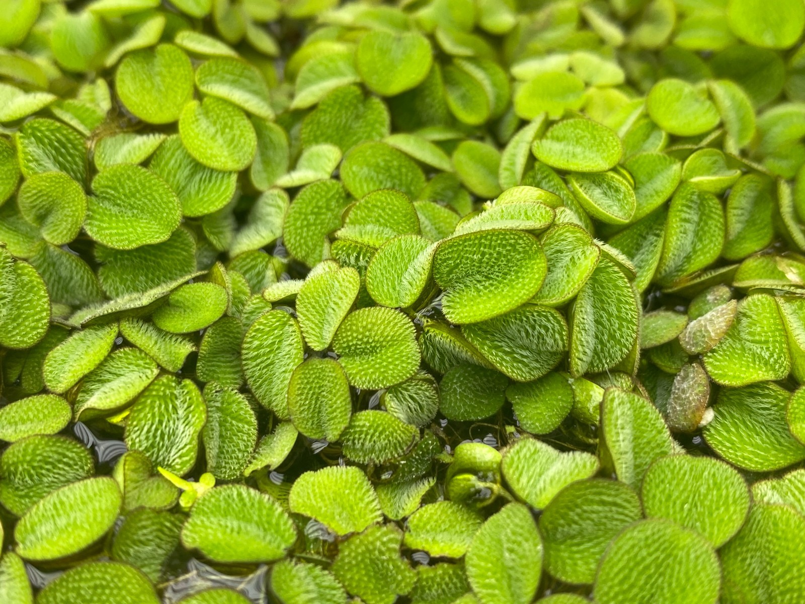 Salvinia Minima 100 + Leaf Water Spangles Live Aquarium Plant Buy 2 Get 2 Free