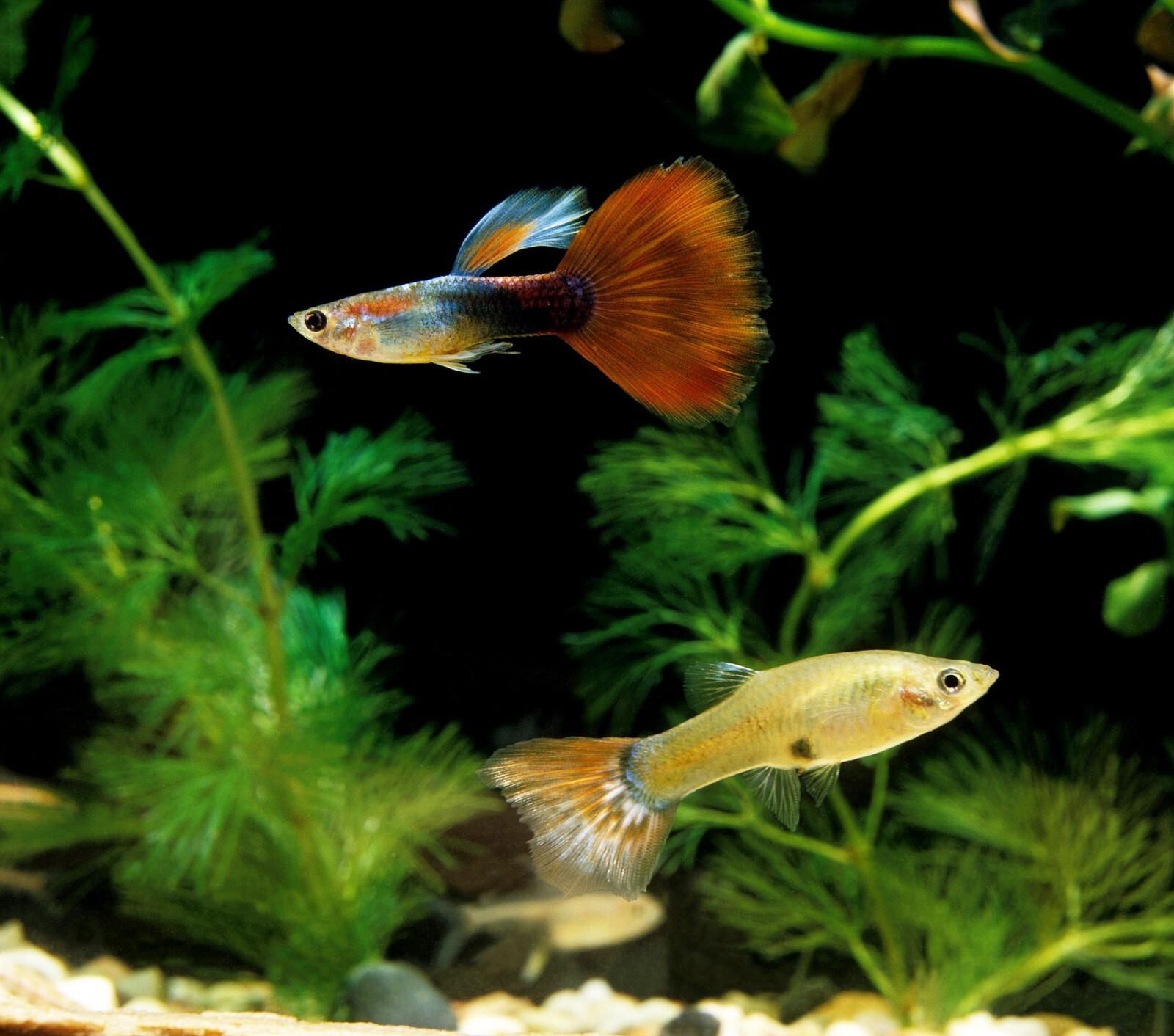 Betta Fish, Ultra Color Enhancing Floating Pellets for 10-Day Color Change. JAR