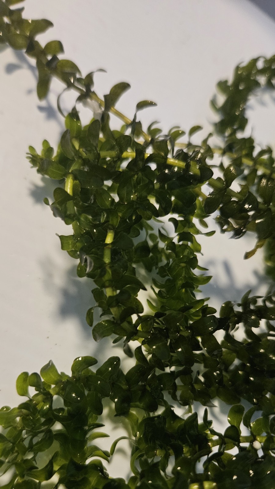 100 STEMS ELODEA CANADENSIS WATER PLANTS KOI Aquarium Or Ponds