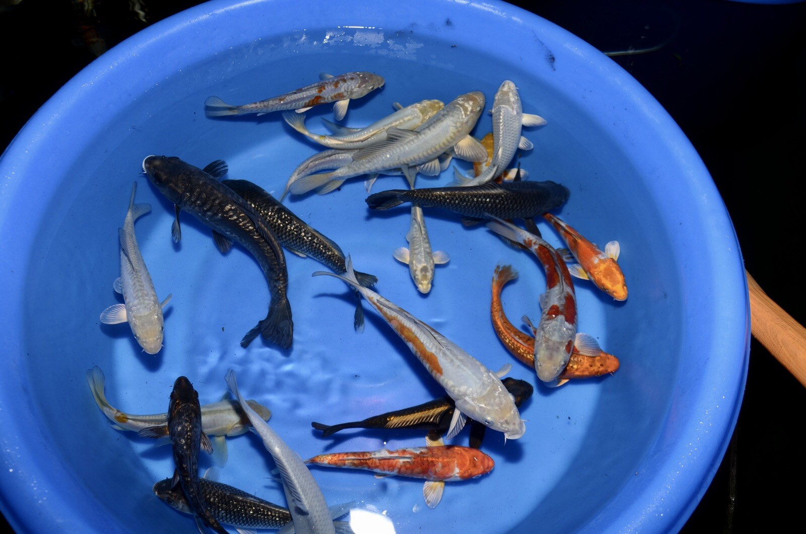 LOT OF 10 HQ Kawarimono Koi 8-10” JAPANESE Koi live fish standard fin A1koi