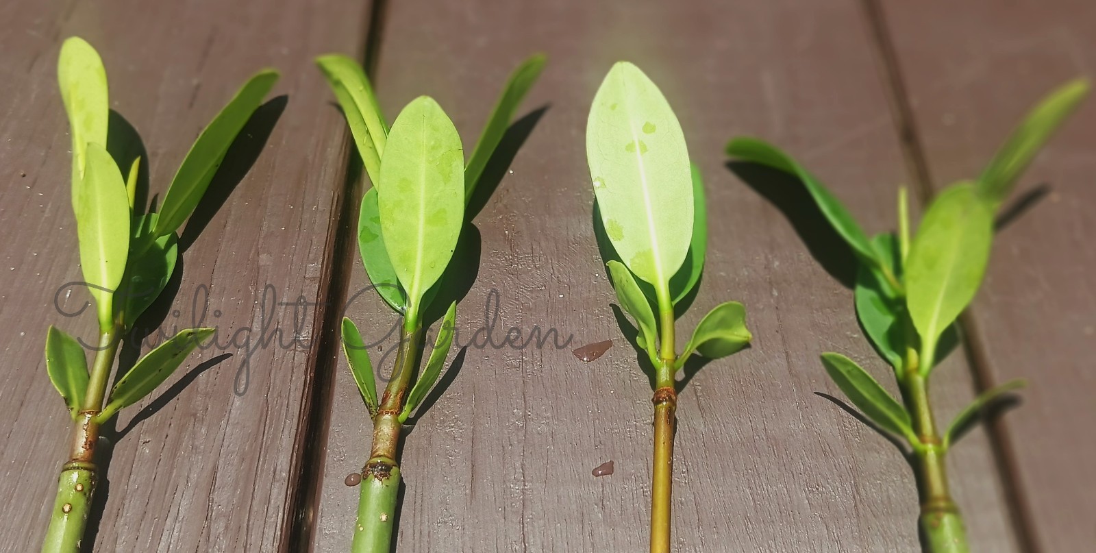 4 XL Mangroves 12+ Inches Plant-Red Mangrove- Aquarium Saltwater Freshwater Tank