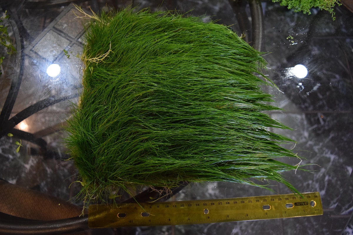 HUGE BIG dwarf hairgrass Mat carpet wall Easy Aquarium aquascaping planted tank