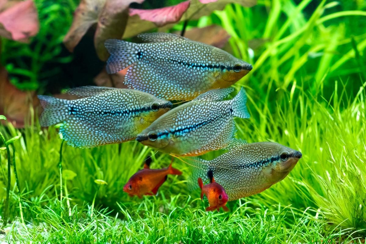 Pumpkin, Krill & Brine Shrimp Color Enhancing Premium Community Fish Flakes. Jar