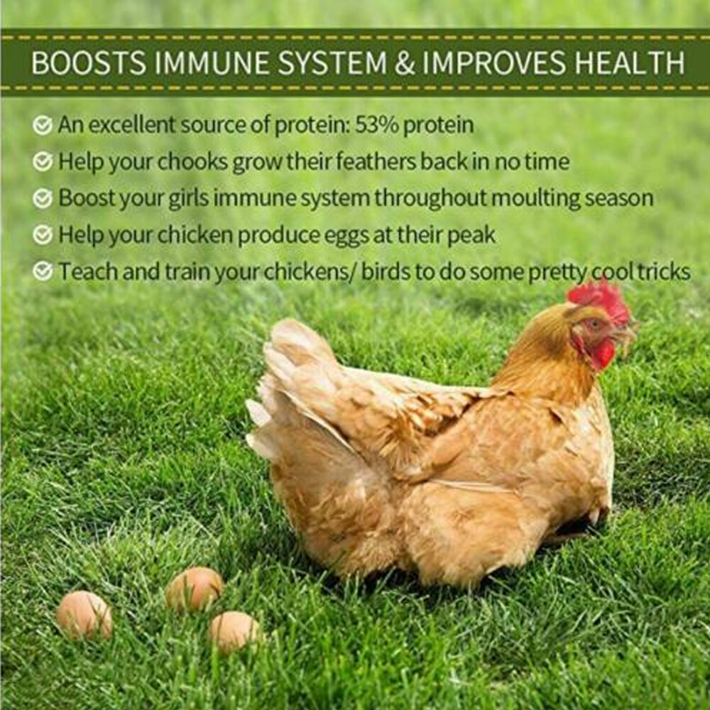 Bulk Dried Mealworms for chickens Birds Bluebirds Hamsters Hen Meal Worms Lot