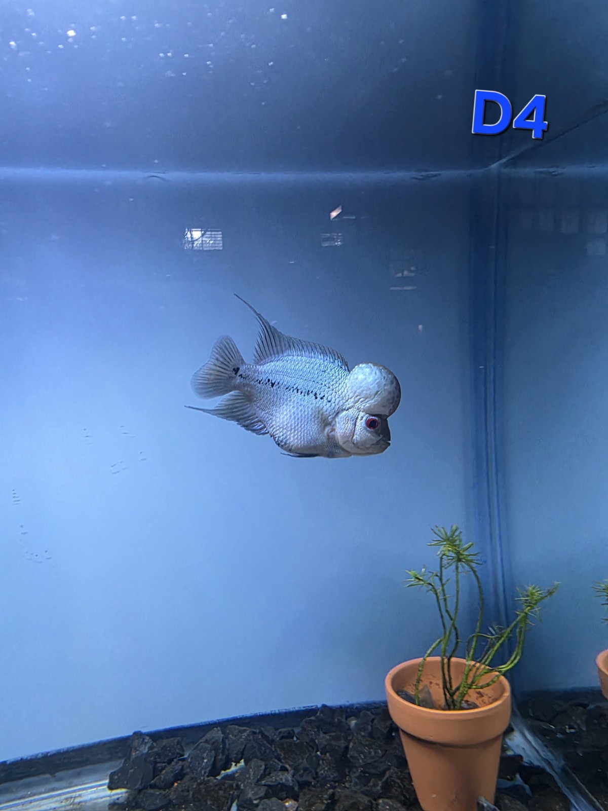Blue Thai Silk-Flowerhorn – Male – ~3.5 Inches (E5)
