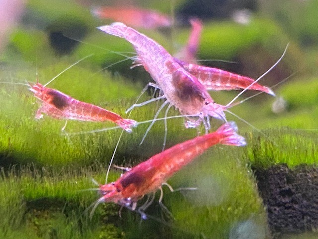 20 Hawaiian Red Shrimp Opae Ula Halocaridina Rubra Volcano Shrimp + Food