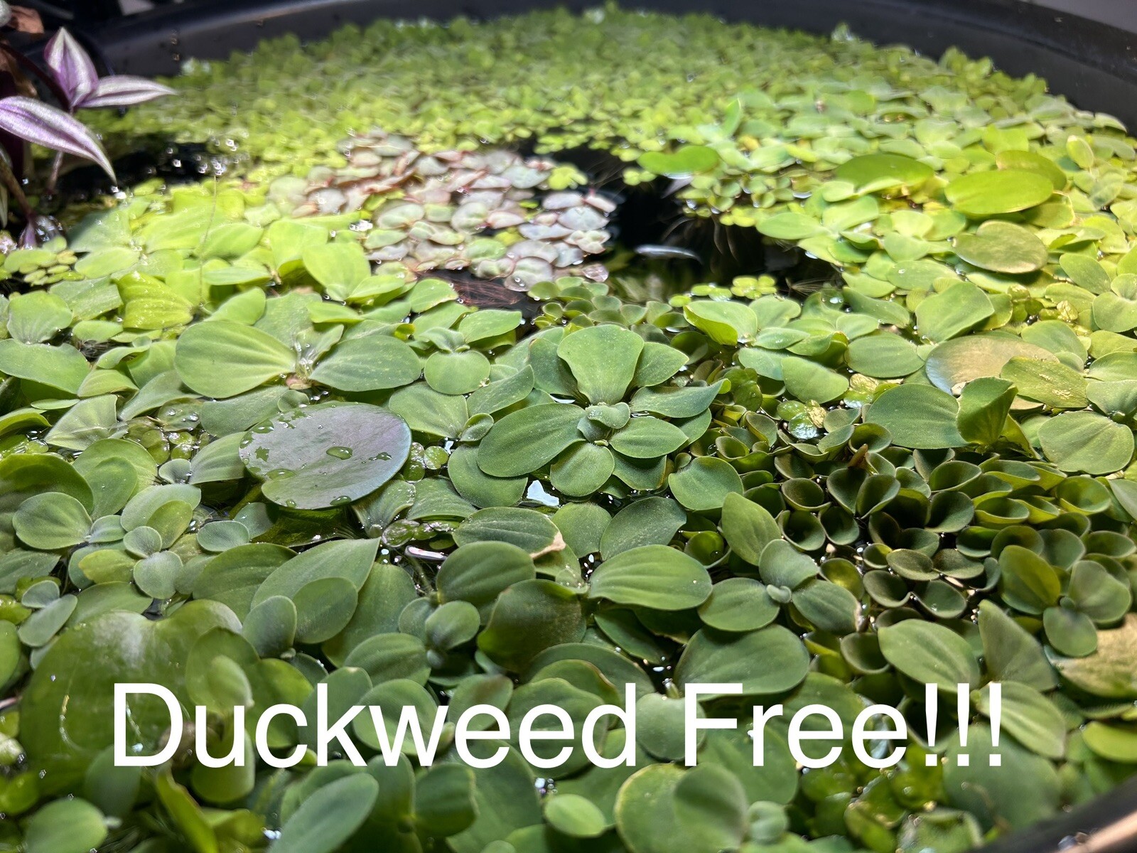 Floating Plant Starter Pack|Giant Duckweed|Salvinia Minima|Salvinia Cuculata