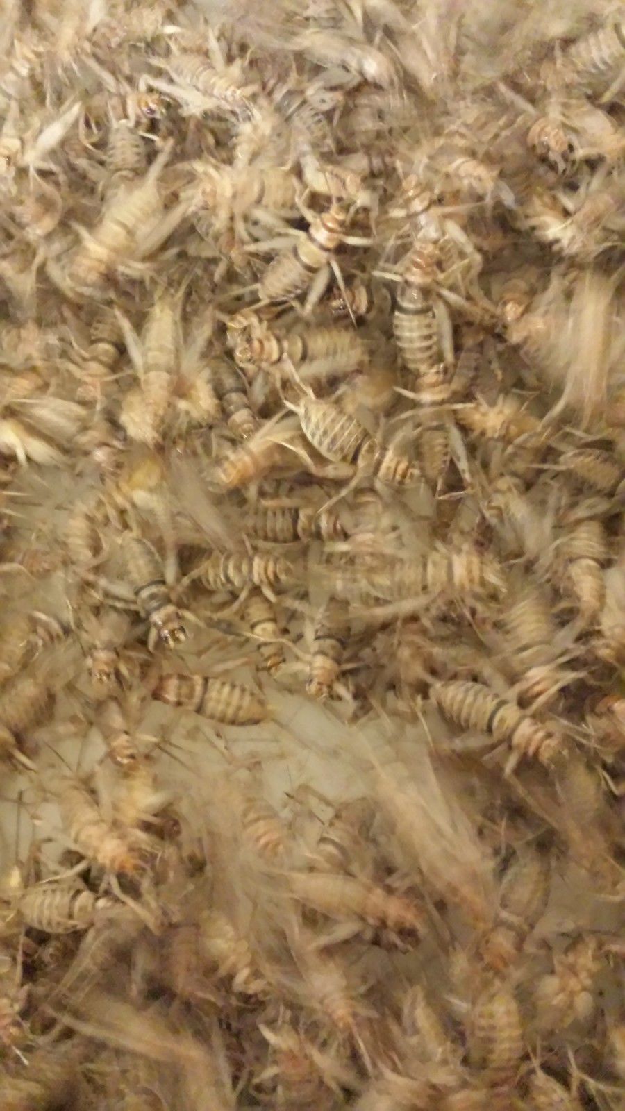 Live Banded Crickets – All Sizes 100 – 5,000 – Reptile Food