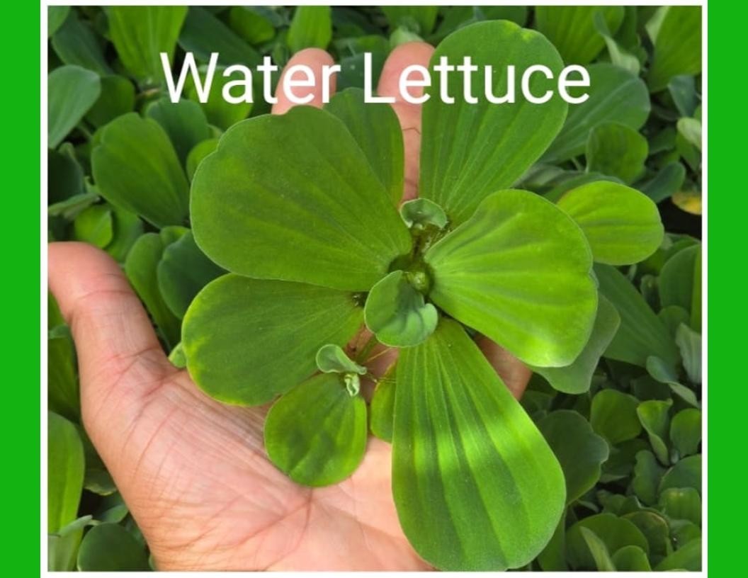 Water Lettuce Large Size Full Size Freshwater Pond Plants Aquarium Live Pistia