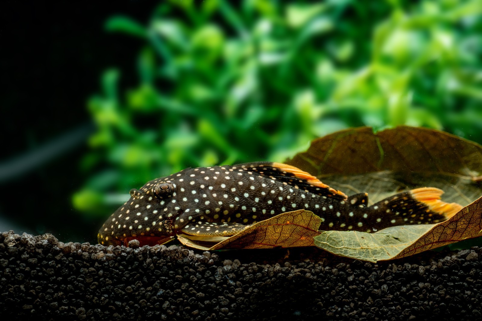 ABF Mini Cory Catfish Food Color & Grow Mix Bottom Feeders Loaches ABF433