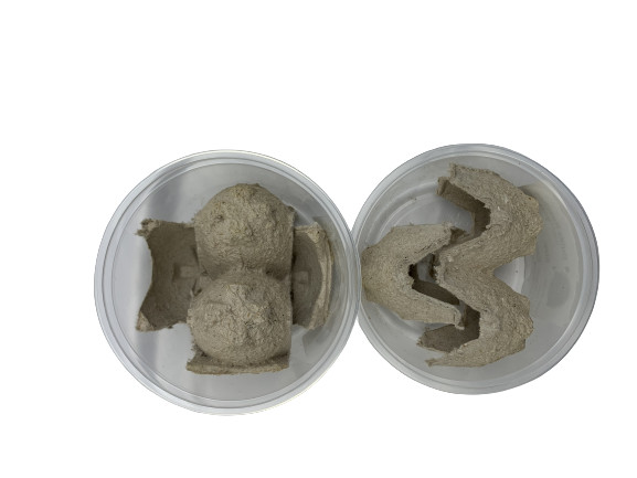 Live Mealworms Size: Mini Qty:50 to 1,000 Free Shipping Available or FedEx!!!
