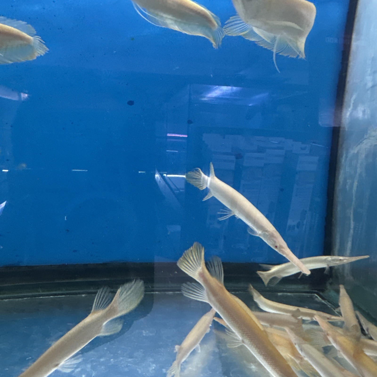 albino Florida gar (Lepisosteus platyrhincus ) 6 Inch Live Tropical Fish