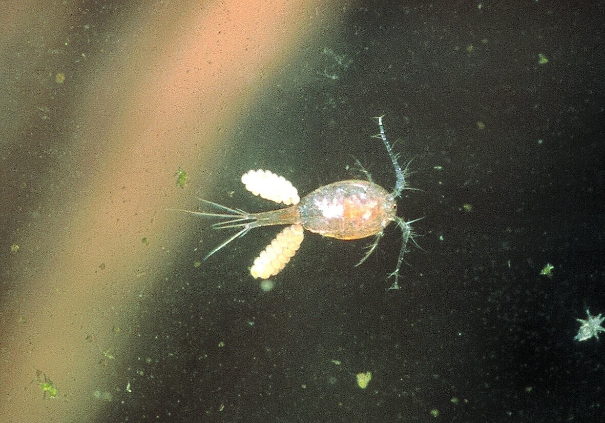 SALE! Freshwater GOLD! Instant Nitrogen Cycle! Daphnia+ Scuds+ blackworm+Plants!