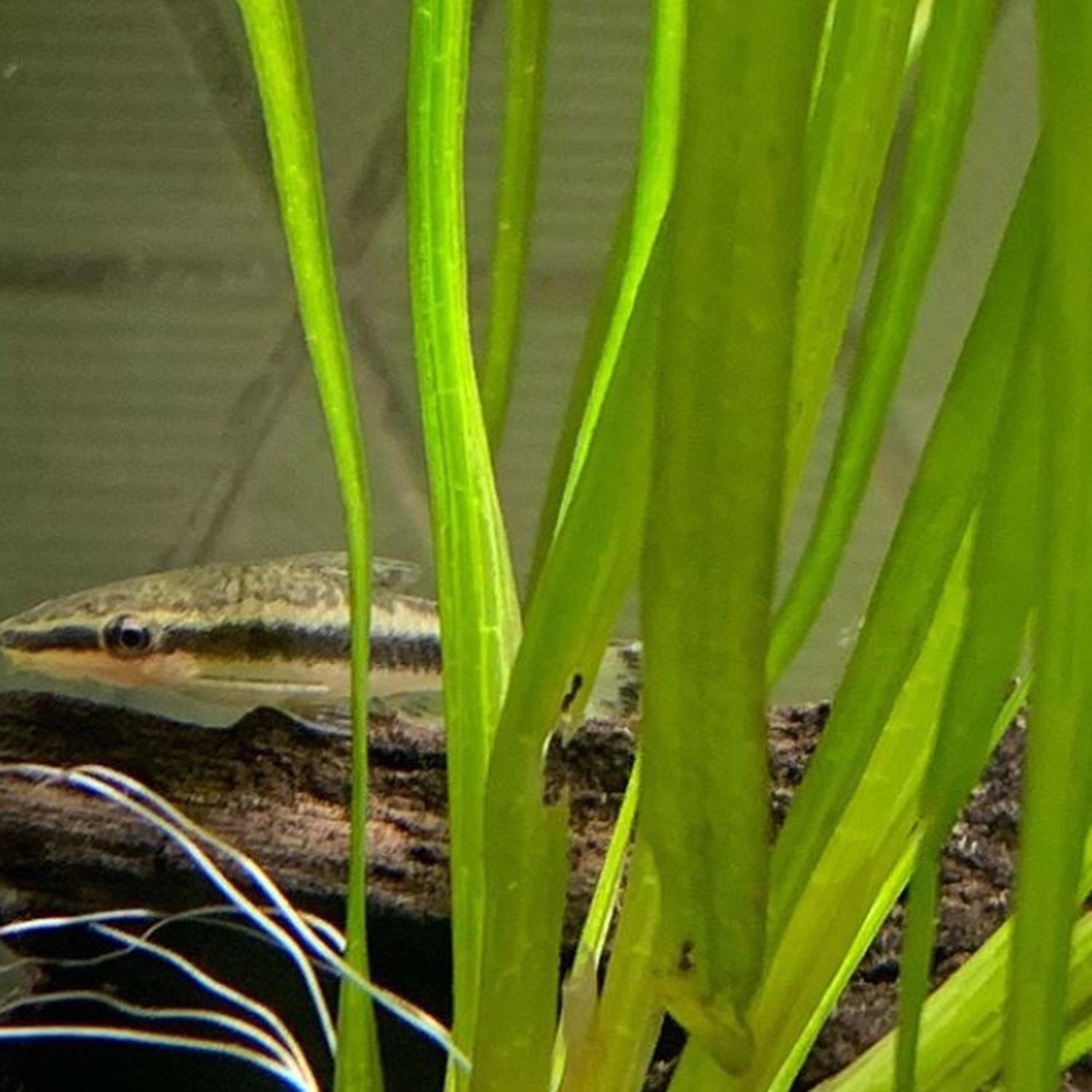 Jungle Val Vallisneria Spiralis Bundle Live Plant Aquarium Decoration Freshwater