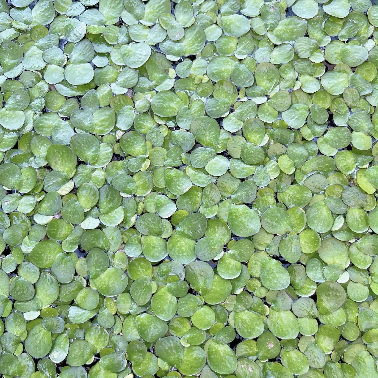 Mix 4 Different Live Aquarium Plants Combo Buy 2 Get 1 Free