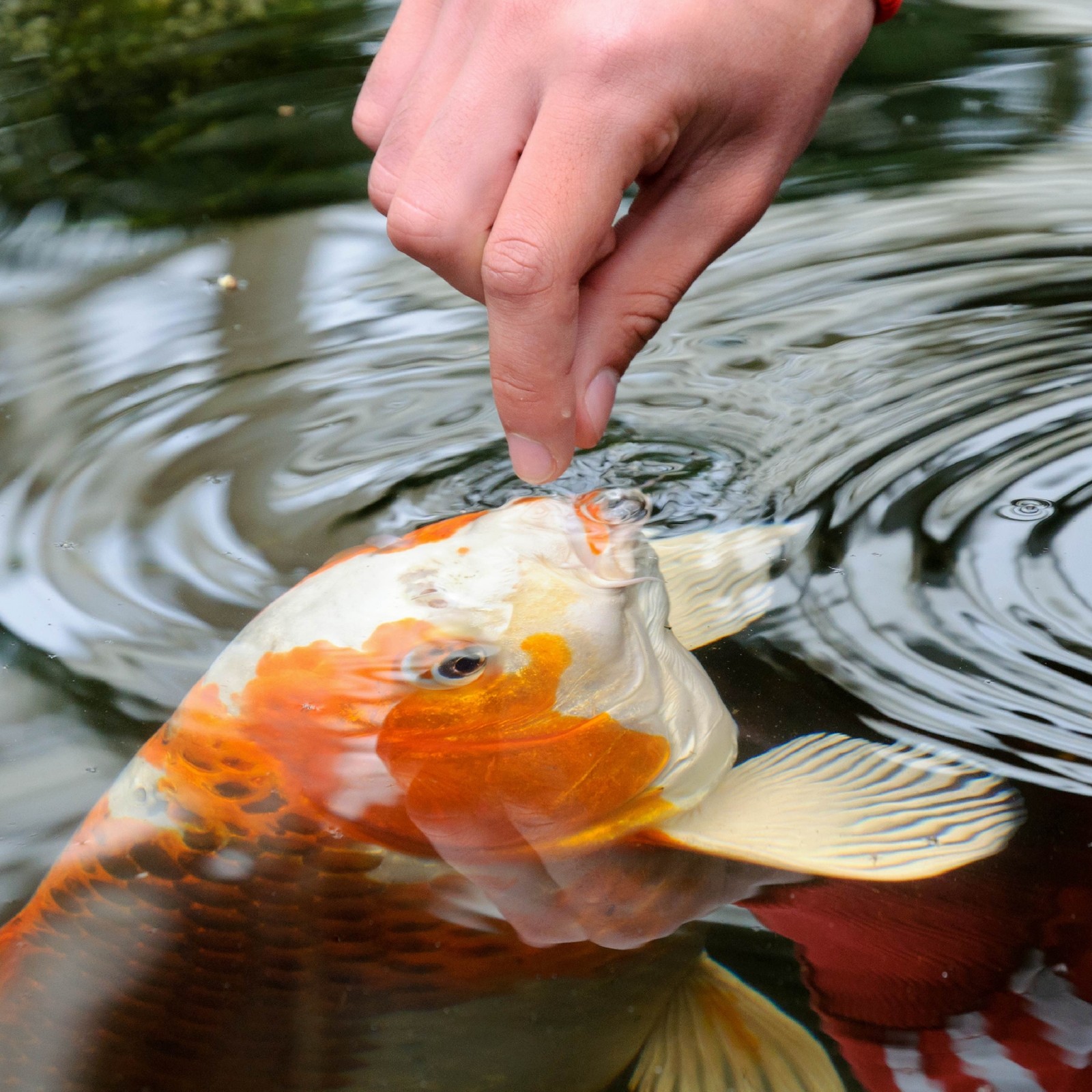 TetraPond – 16359 Koi Vibrance Floating Pond Sticks