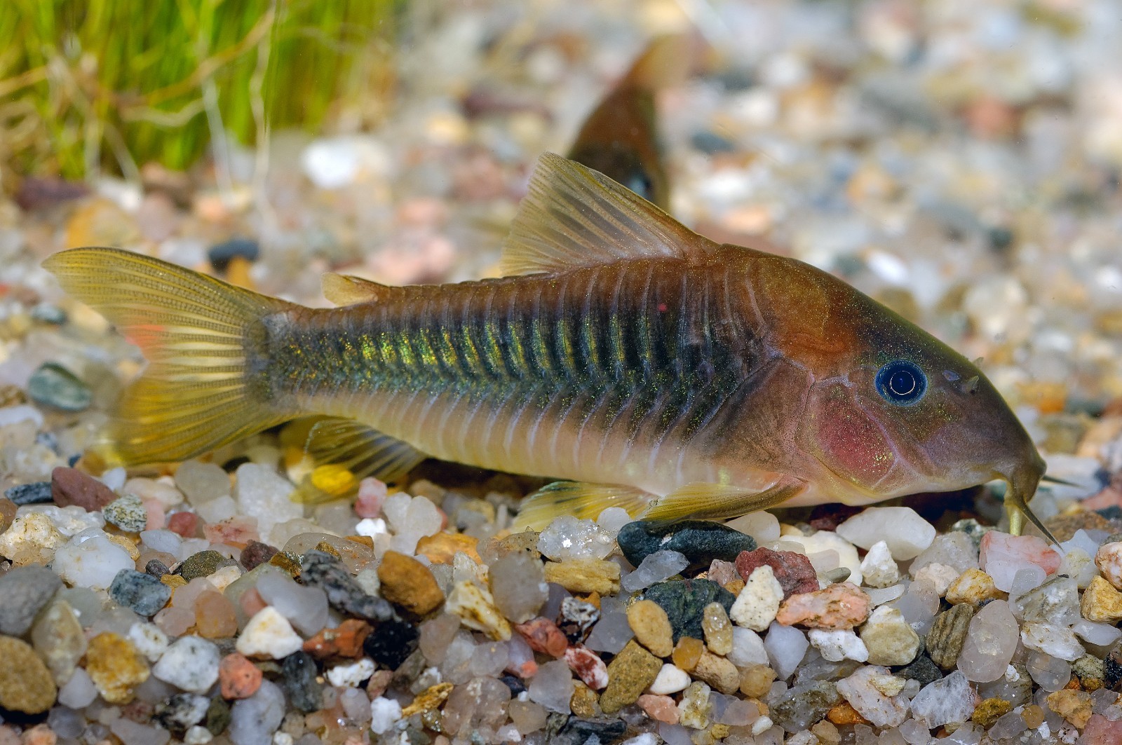 ABF Mini Cory Catfish Food Color & Grow Mix Bottom Feeders Loaches ABF433