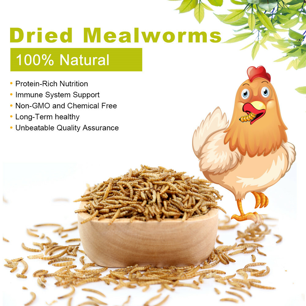 Dried Mealworms for chickens 5 lbs Chicken Treats Duck Feed Organic Meal Worms