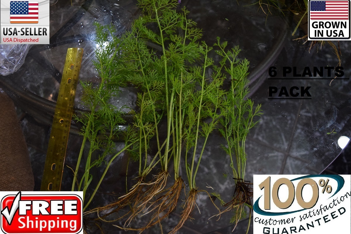 6 bunches water sprite plants Easy Aquarium aquascaping planted tank low light
