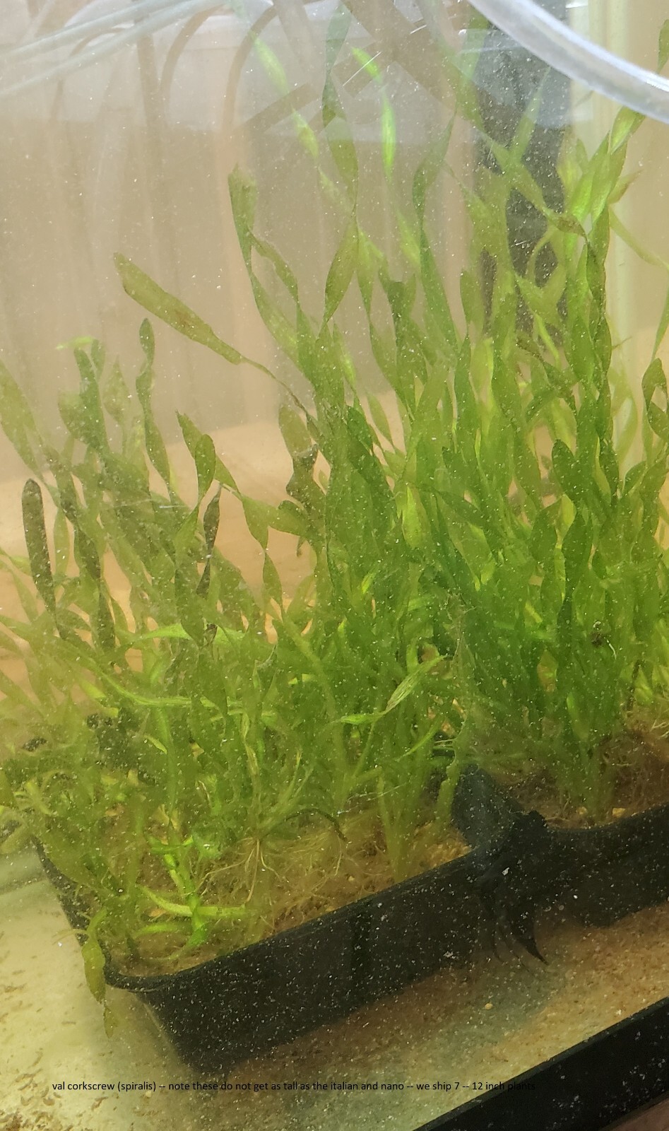 6 Vallisneria plants Live Aquarium Plants