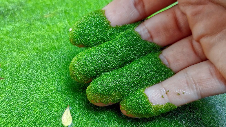 Wolffia Globosa, Worlds smallest flowering Floating plant, Micro Aquarium. Easy