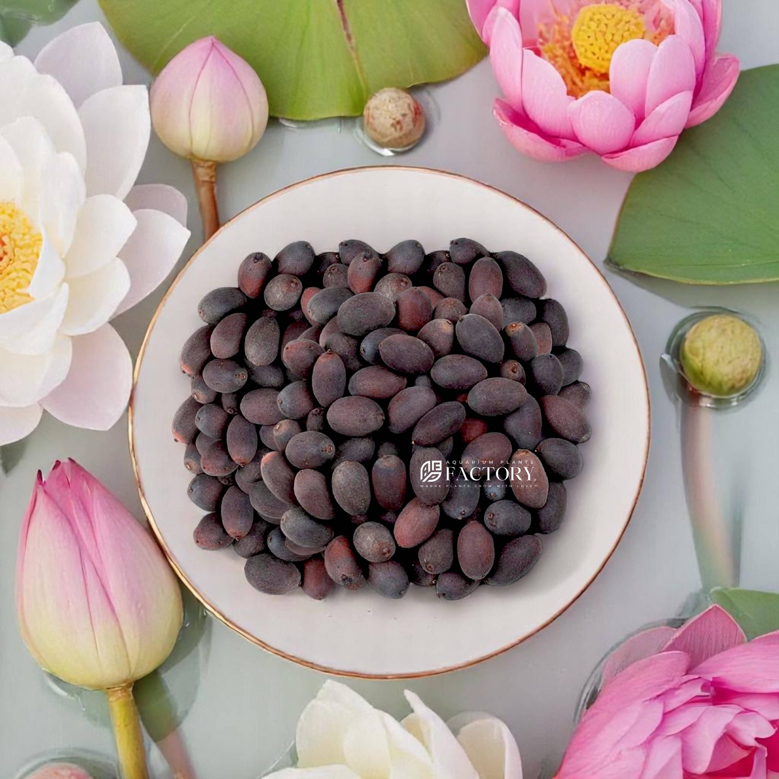 Mixed Lotus Seeds – Assorted Colors for Ponds, Water Gardens, and Aquascapes