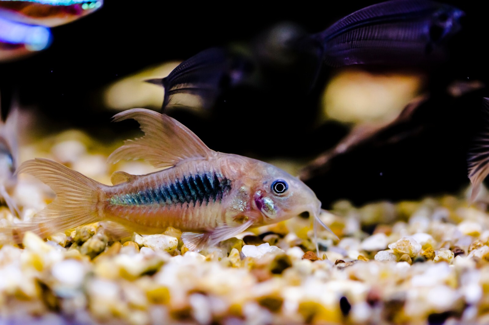 ABF SUPER CATFISH MIX,Bottom Feeders,Krill,Spirulina,Cory Catfish,Loach,ABF57W2