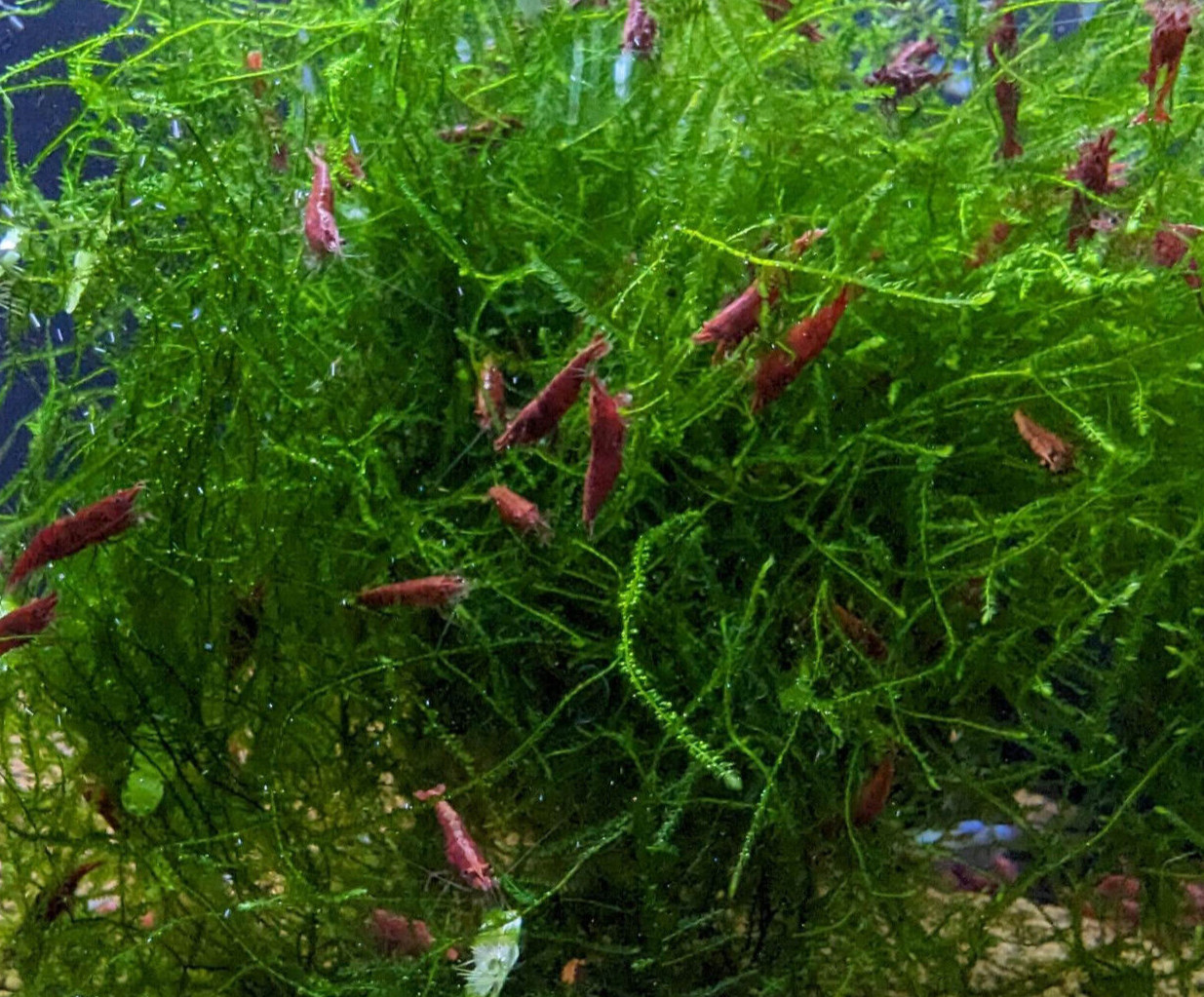 Fire Red Neocaridina Shrimp 10+ Freshwater USA SELLER FREE SHIPPING
