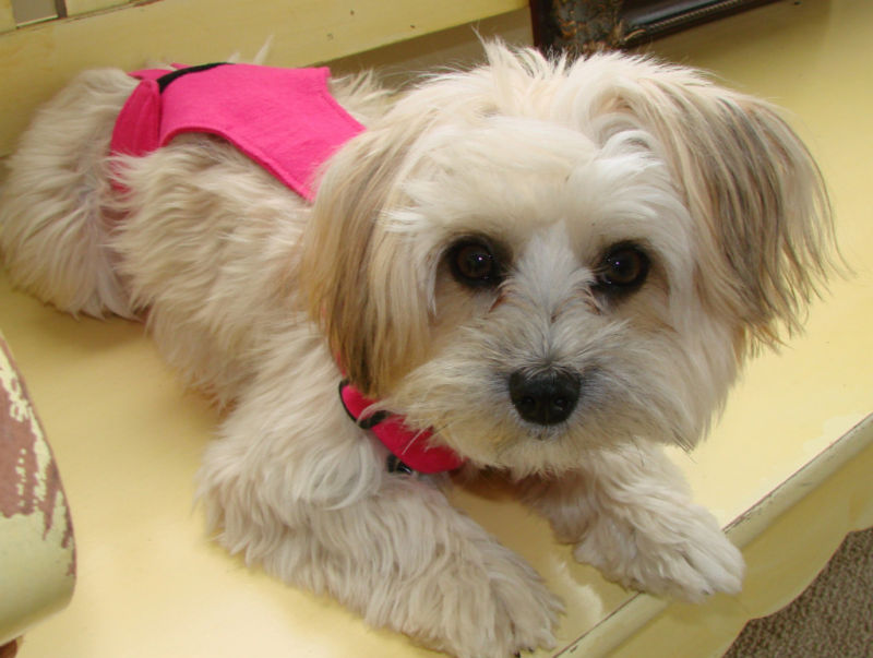 PeeKeeper Escape Proof Dog Diapers for Male and Female, Stay On Dog Diapers
