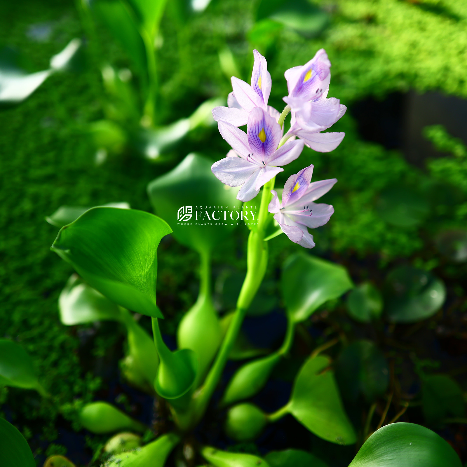 Water Hyacinth | Aquarium Plants Factory®
