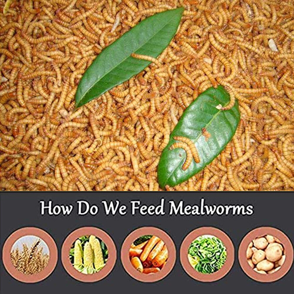 LUCKYQ Organic Dried Mealworms For Chicken Treats Duck Feed Organic Meal Worms