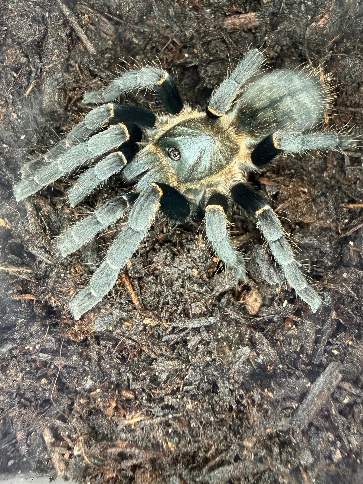 Thai Silver Earth Tiger Tarantula (Ornithoctonus costalis)