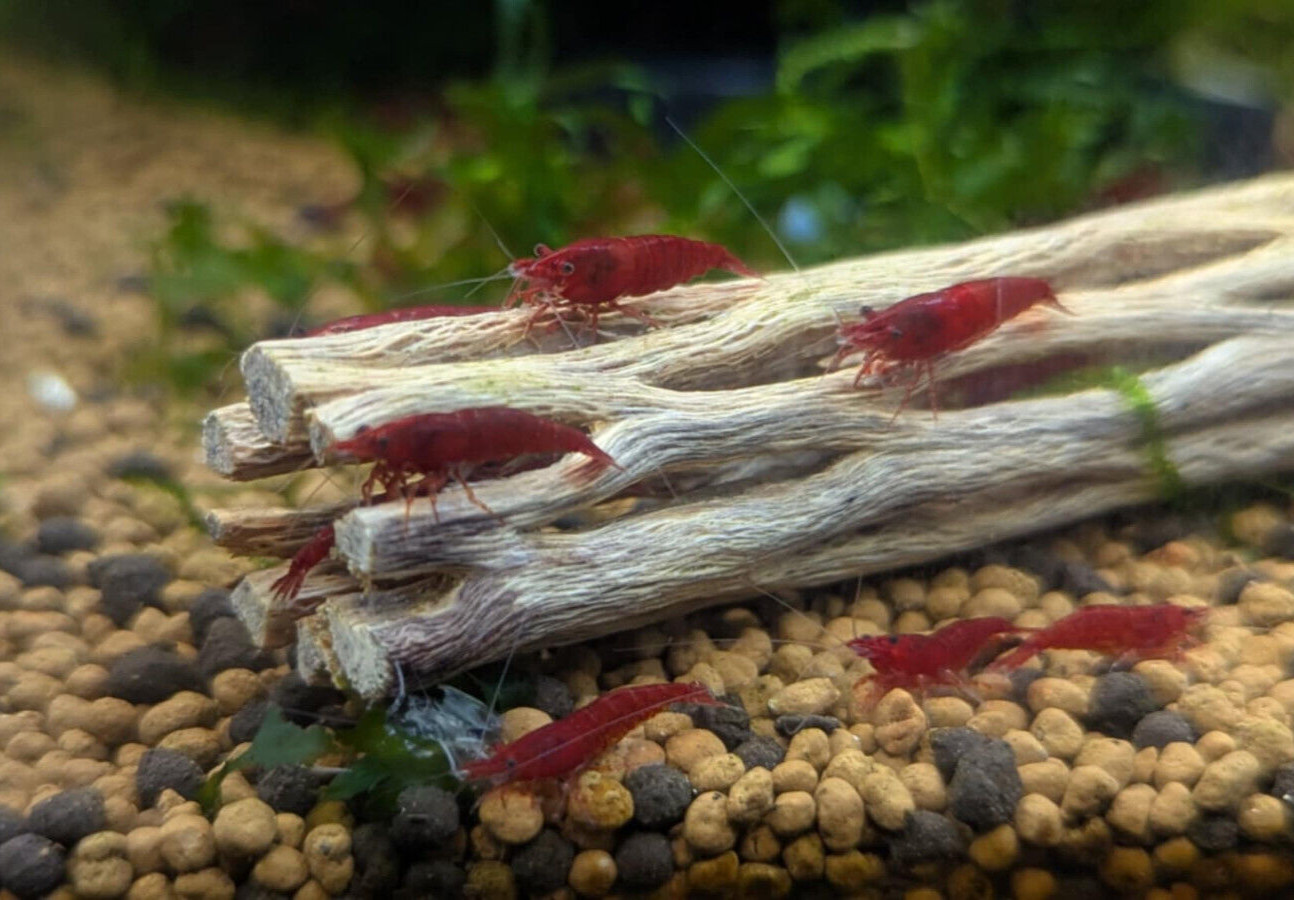 Fire Red Neocaridina Shrimp 10+ Freshwater USA SELLER FREE SHIPPING